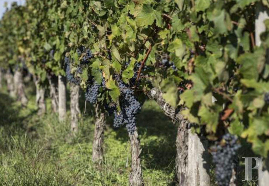 vignobles a vendre aquitaine   - 1