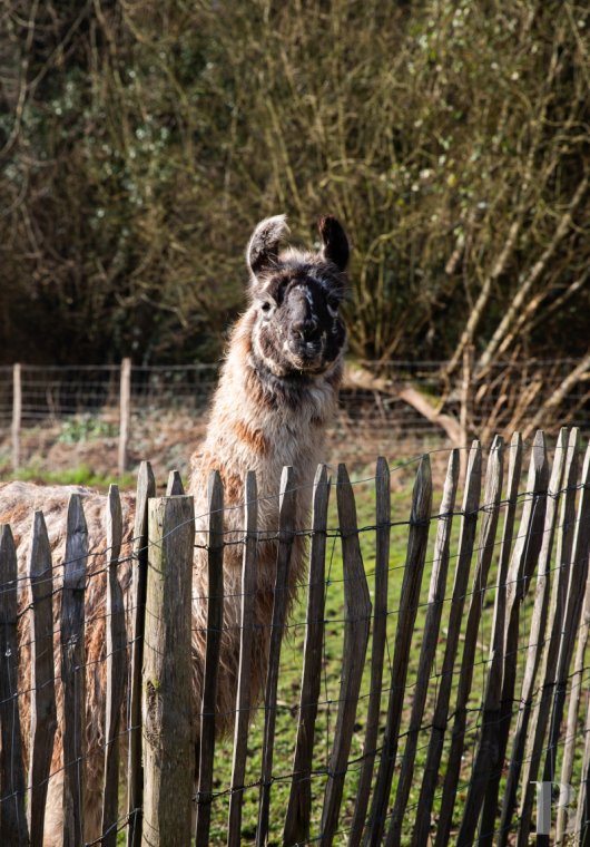 character properties France lower normandy   - 12