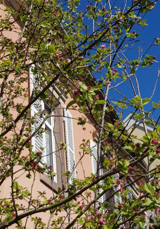 character properties France alsace   - 3