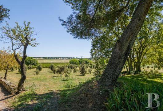 Dans l’Hérault, au nord de Pézenas, séjourner au cœur d’un domaine oléicole et viticole de vingt hectares - photo  n°24