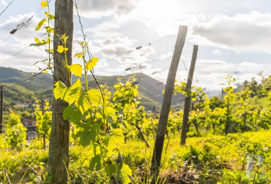 Dans le vignoble alsacien, dans le centre historique d'un village de caractère,  un domaine viticole de plus de 33 ha et son ensemble immobilier