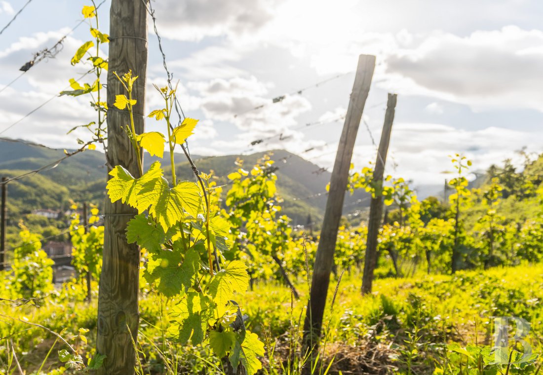 vignobles a vendre alsace   - 1