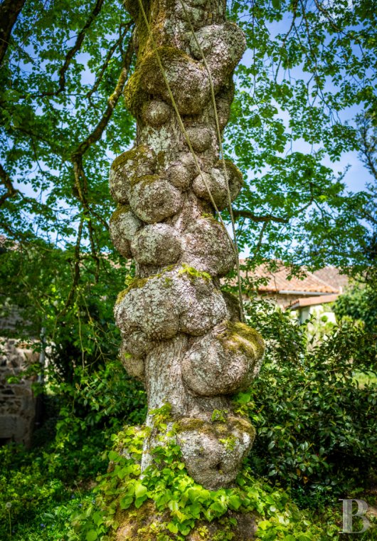 character properties France limousin   - 22