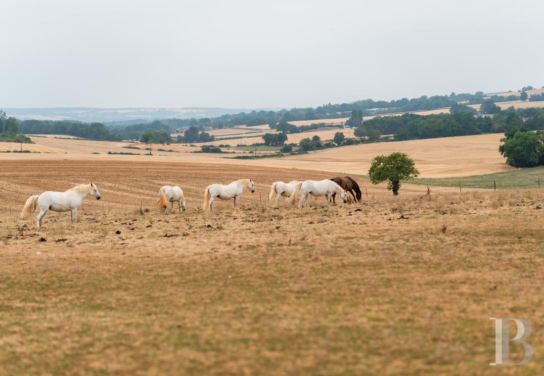 french equestrian properties for sale center val de loire   - 16