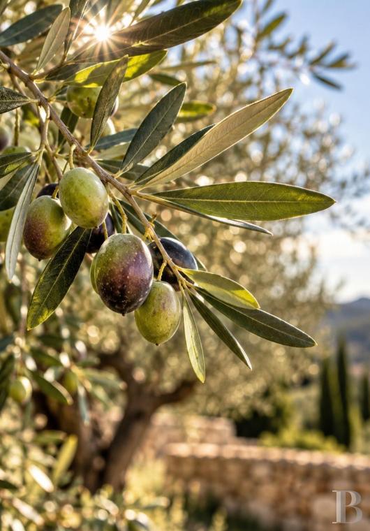 french mas and farms for sale provence cote dazur   - 7