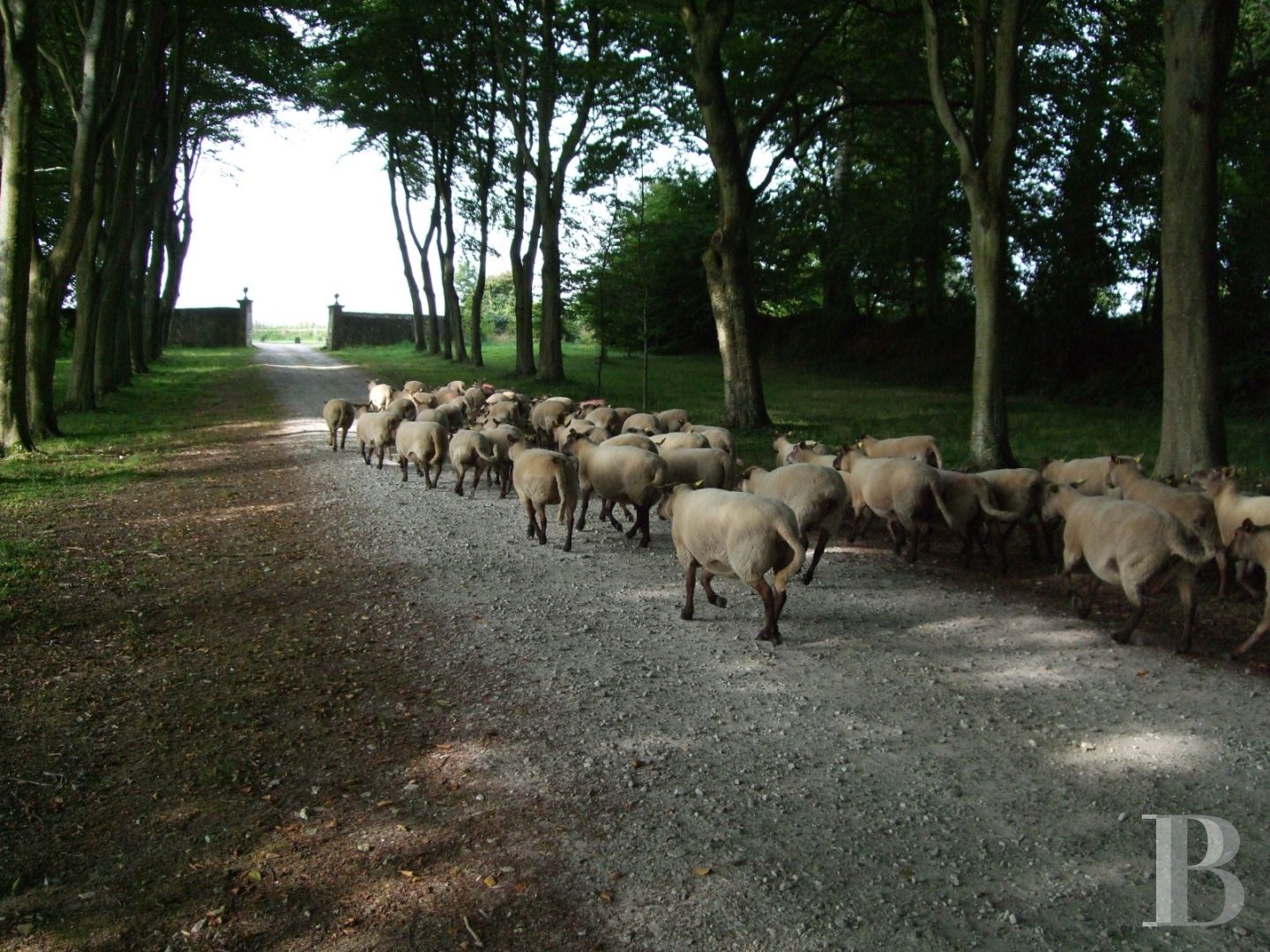 Dans le Cotentin, un château du 18e s.et ses dépendances rayonnant sur les hauteurs du Val de Saire - photo  n°15